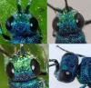 Chrysis terminata